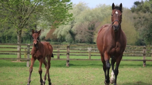 The Aga Khan Studs' Dubawi filly out of stakes winner and Group 1-placed Zarkamiya, a daughter of Frankel and Zarkava